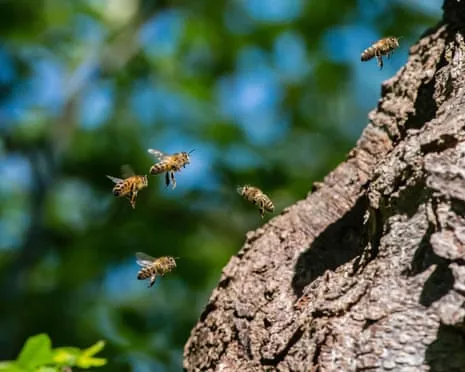 Why Saving Honeybees Might Harm Wild Bee Species